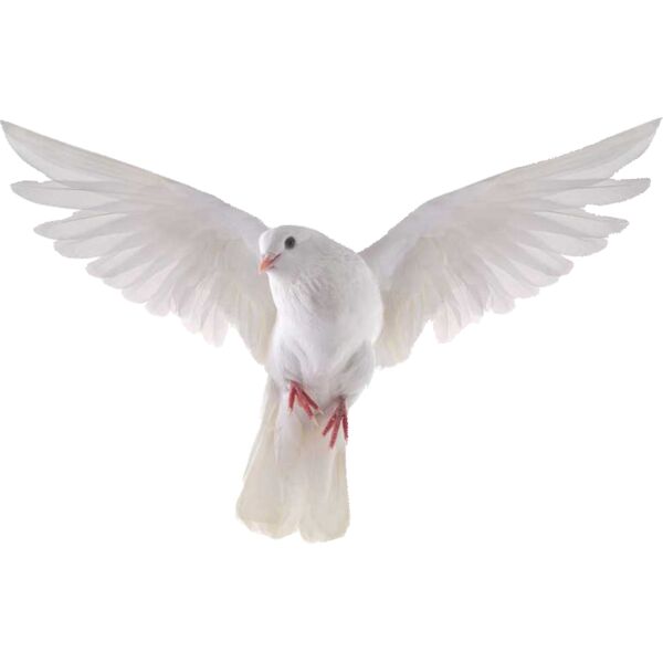 dove facing forward Thumbnail