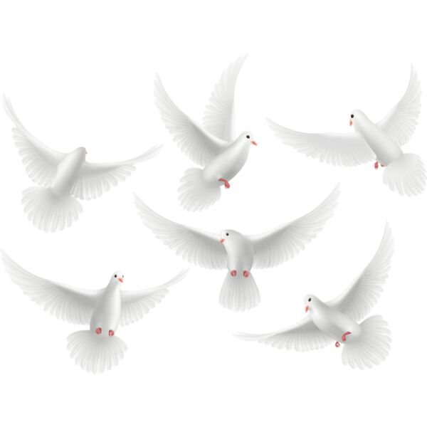 DOVES GROUP copy Thumbnail