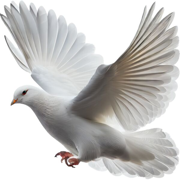 white dove isolated white background flying bird with wings spread generative ai copy Thumbnail